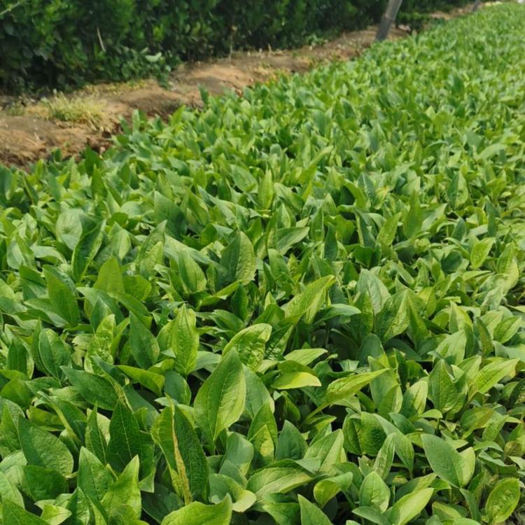 松果菊小苗   大量松果菊直销