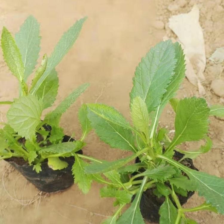 宿根马鞭草直销   马鞭草小苗