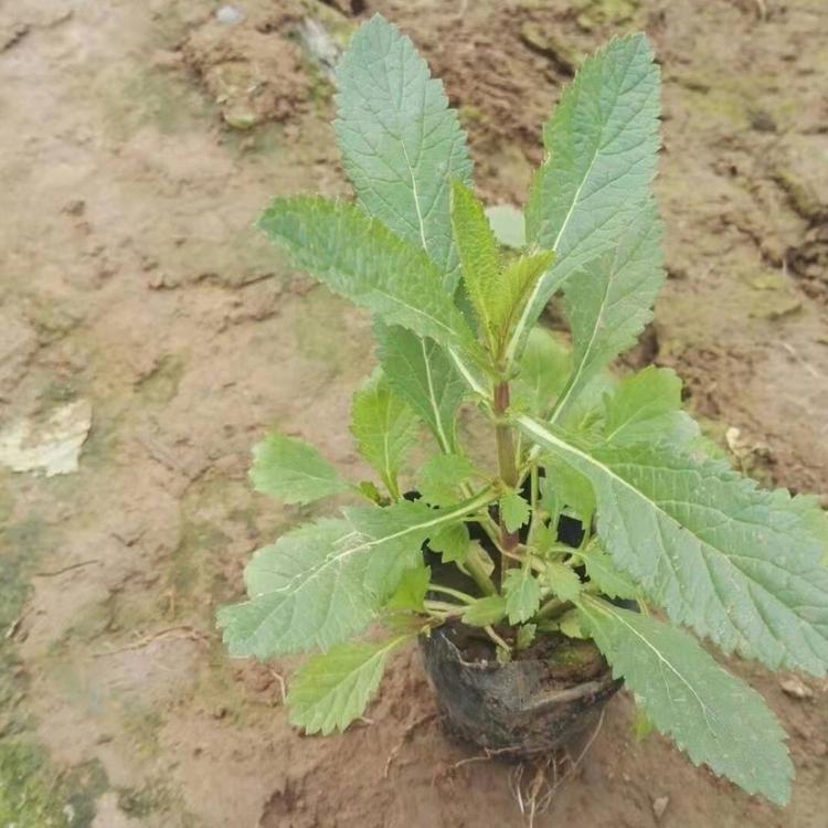 多年生马鞭草直销   马鞭草小苗