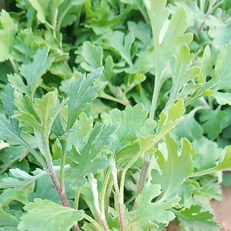 大量地被菊  地被菊批发   地被菊小苗