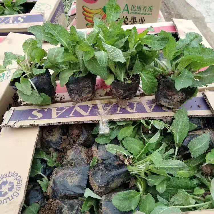 多年生地被鼠尾草批发   地被鼠尾草批发