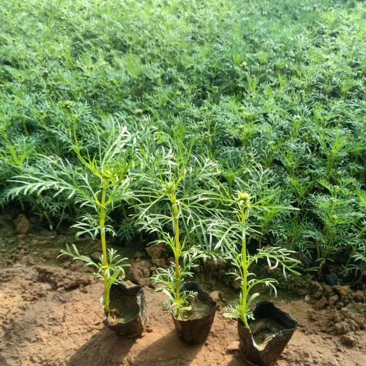 一年生波斯菊小苗    波斯菊直销   波斯菊