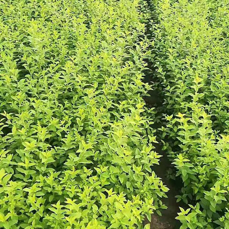 大量供应金叶女贞 金叶女贞种植基地