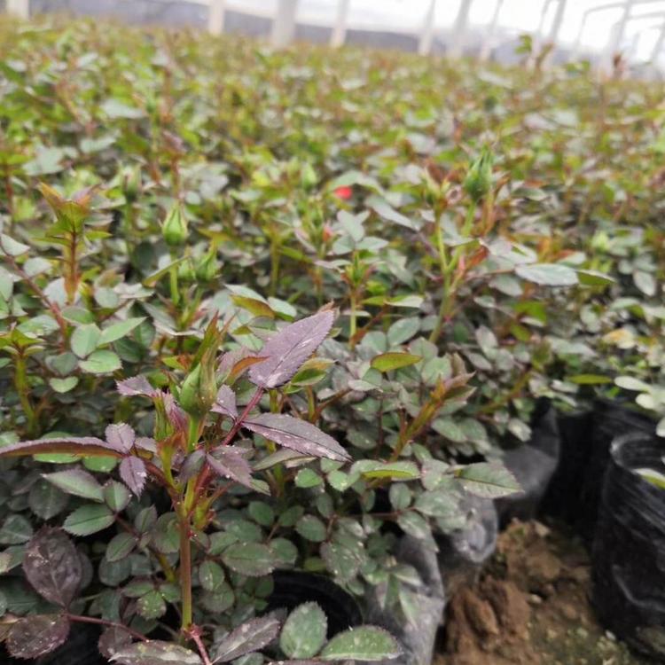 基地直销微型月季 森木花卉现货直销月季小苗 微型月季苗批发