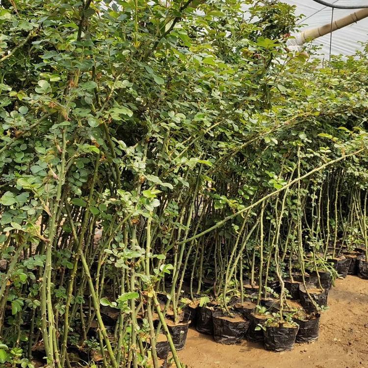 四季蔷薇价格咨询森木花卉 四季蔷薇报价 欢迎来电咨询
