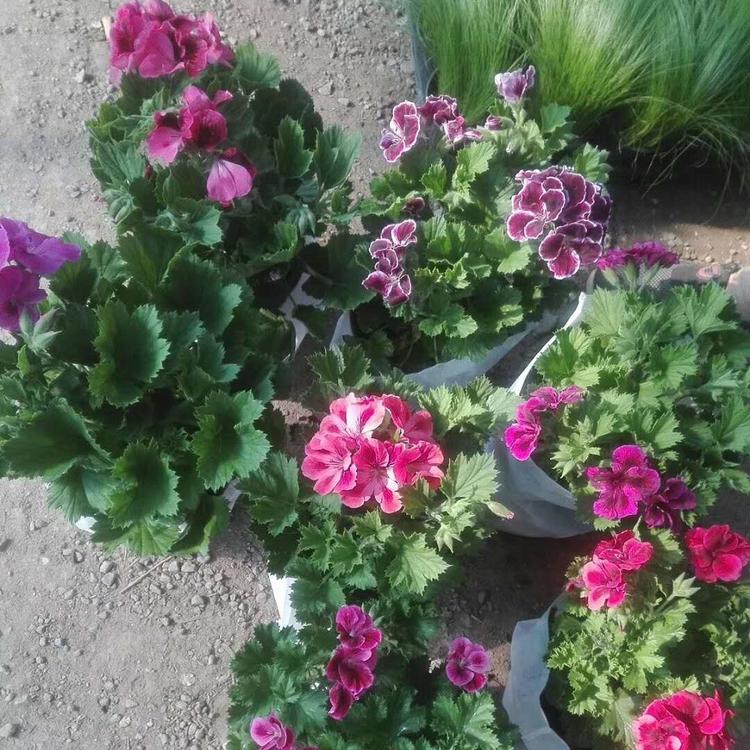 蝴蝶梅花苗-丛生蝴蝶梅种植基地-森木花卉