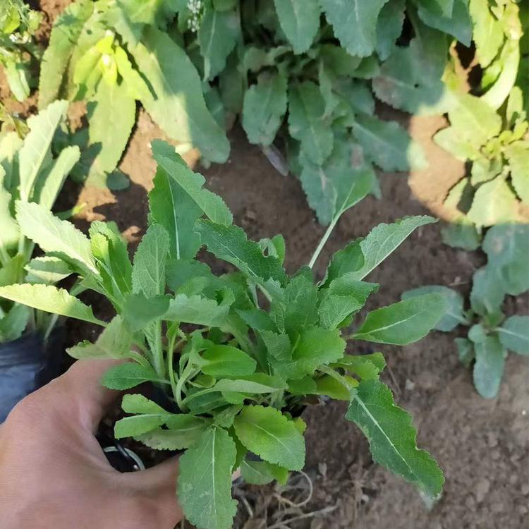 地被鼠尾草基地-地被鼠尾草种植基地-森木花卉