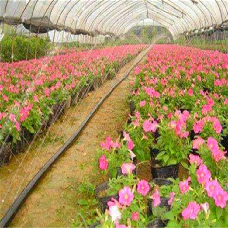 灌溉用高效节能 新型微灌设备 土豆马铃薯专用微喷带喷灌带