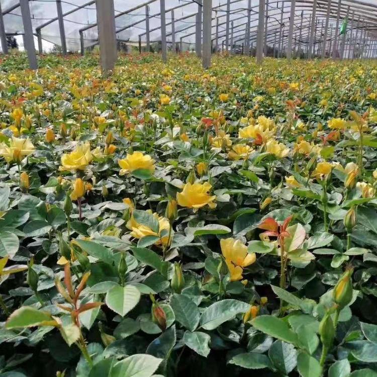 黄花月季 基地直销黄月季 月季绿化苗批发商 大花月季种植