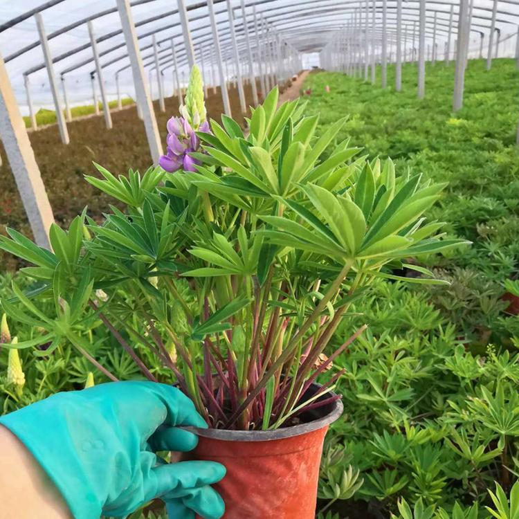 大量供应羽扇豆 山东羽扇豆 羽扇豆种植基地-松青花卉
