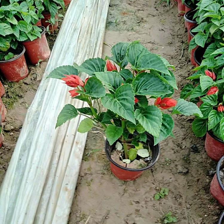 一串红种植地 青州松青花卉苗木大量供应一串红小苗