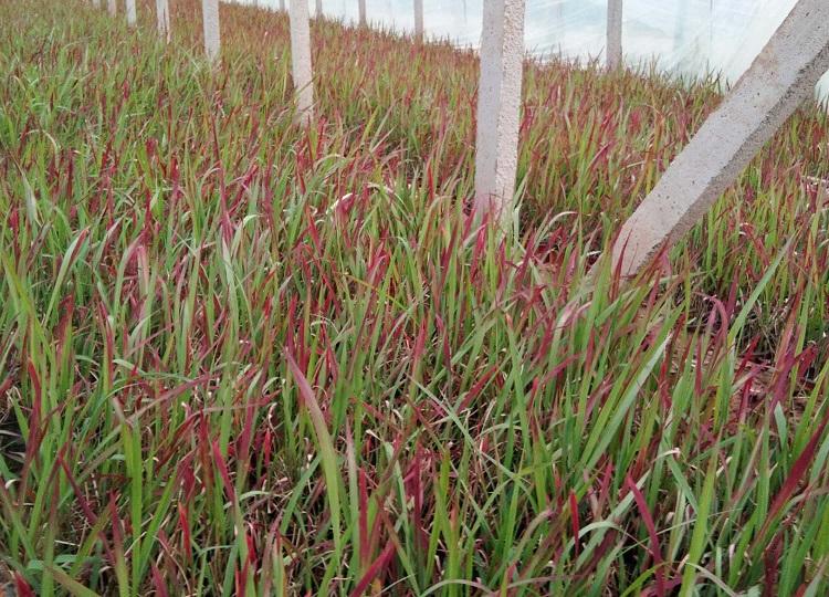 青州松青花卉苗木直销血草 血草批发价格 欢迎来电咨询
