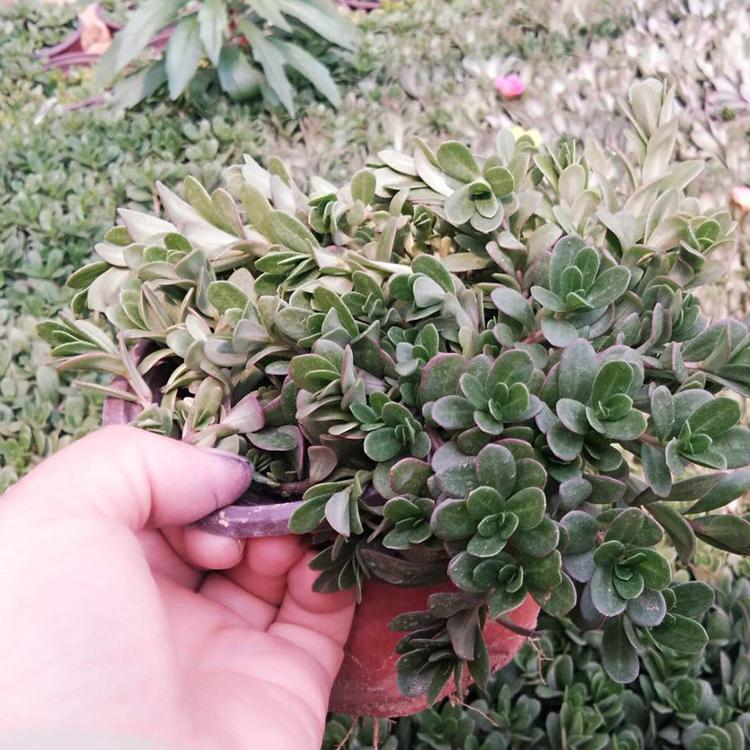 青州太阳花种植基地 太阳花基地-松青花卉苗木