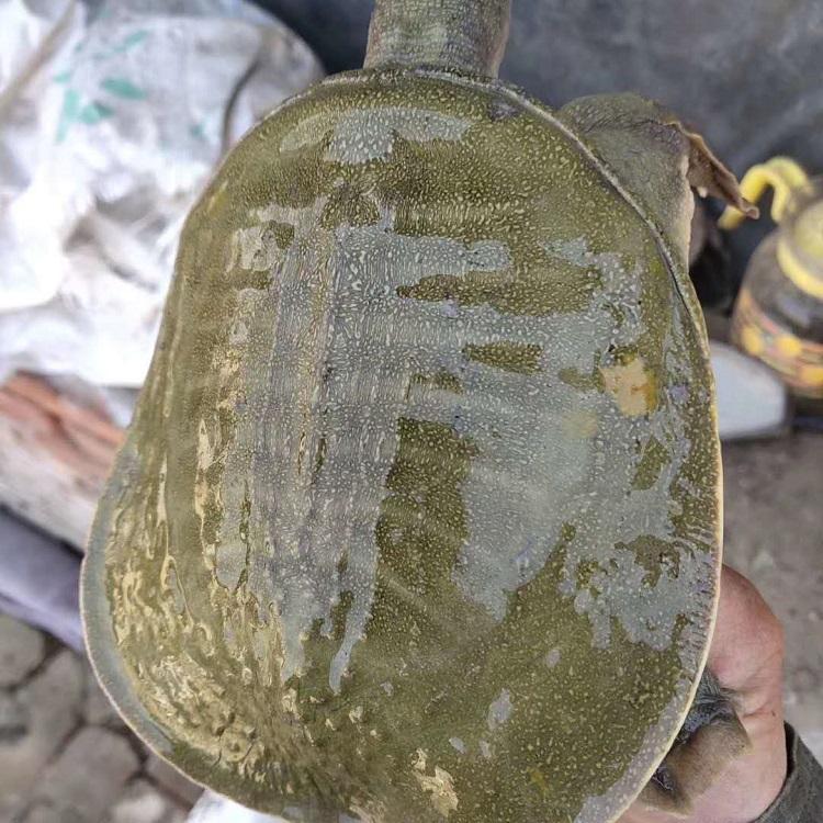 淮杨黄沙鳖苗