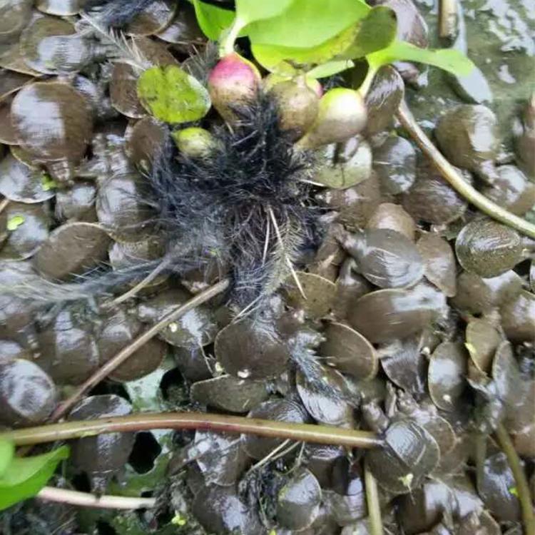 淮杨中华鳖养殖专用苗
