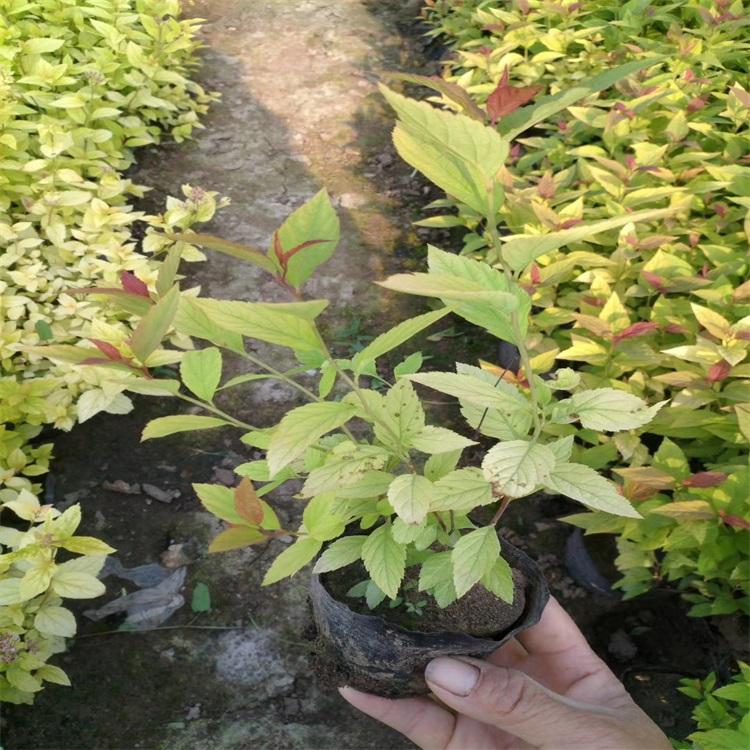 绣线菊价格青州绣线菊批发绣线菊种植培育基地
