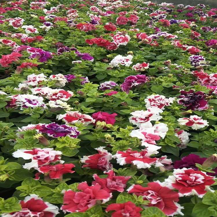 重掰牵牛  多色重瓣矮牵牛 进口牵牛 崇拜牵牛种植基地 牵牛批发 庭院专用花卉