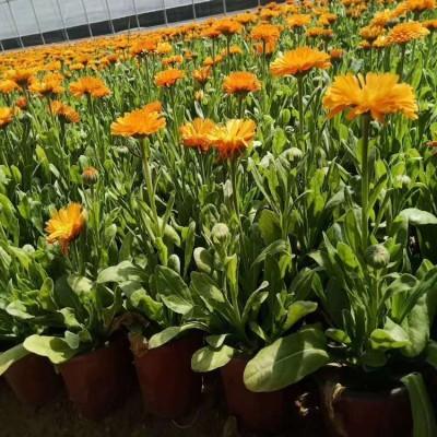 金盏菊 金盏菊行情报价 金盏菊价格 金盏菊种植基地 绿化专用金盏菊 青州金盏菊 金盏菊租摆