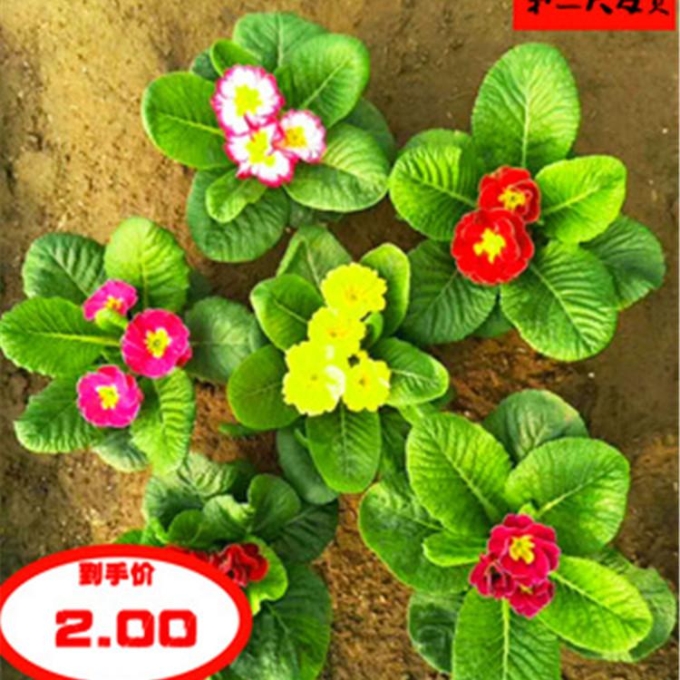 报春花 草花基地供应报春花苗