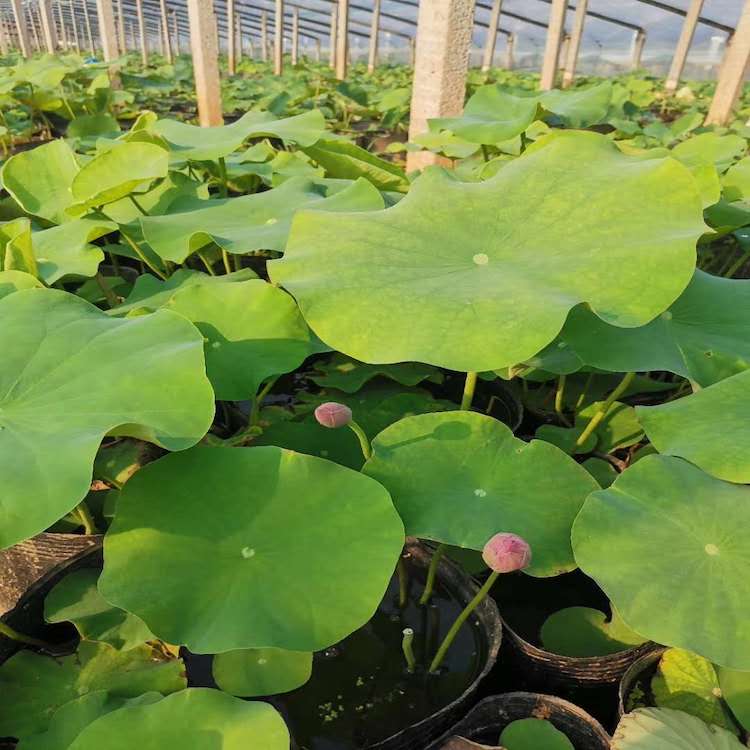 绿化荷花 荷花价格 荷花报价 荷花批发 湖泊绿化专用 水生植物