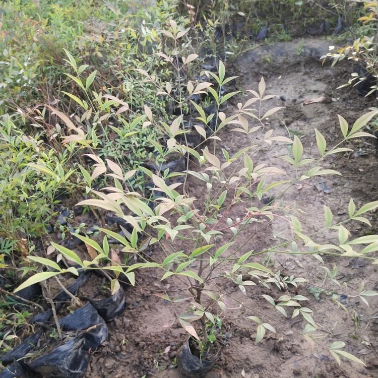 南天竹价格山东南天竹种植基地江瑞园艺产地报价