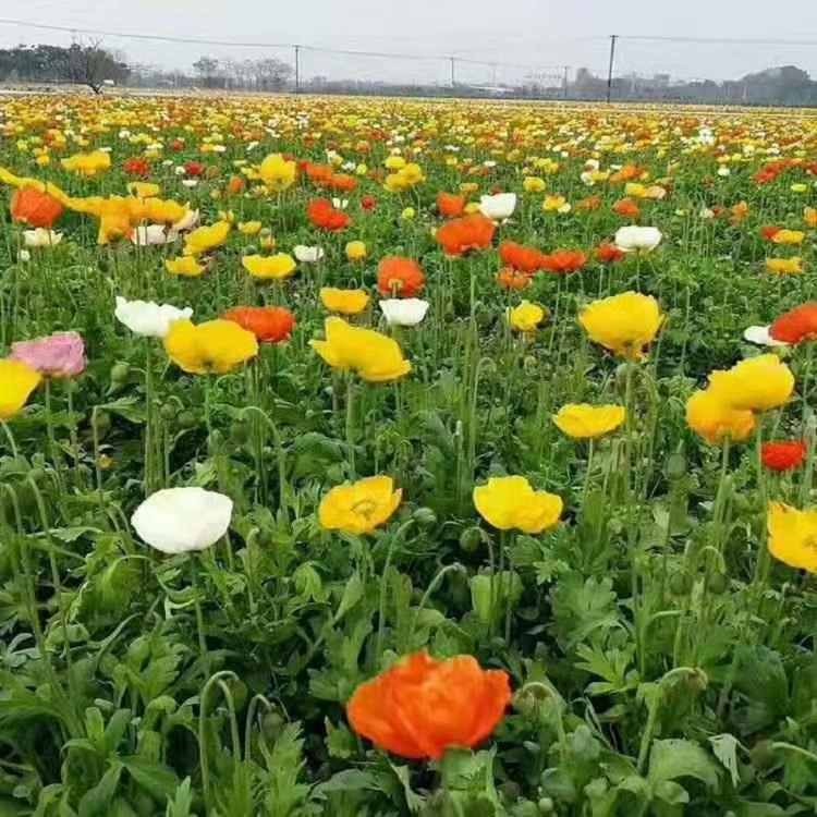 冰岛虞美人批发商 虞美人供应商 虞美人基地直销