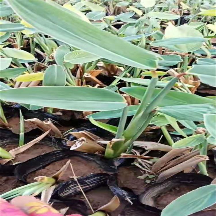 再力花小苗种植基地山东水生再力花批发再力花价格湿地绿化水体绿化