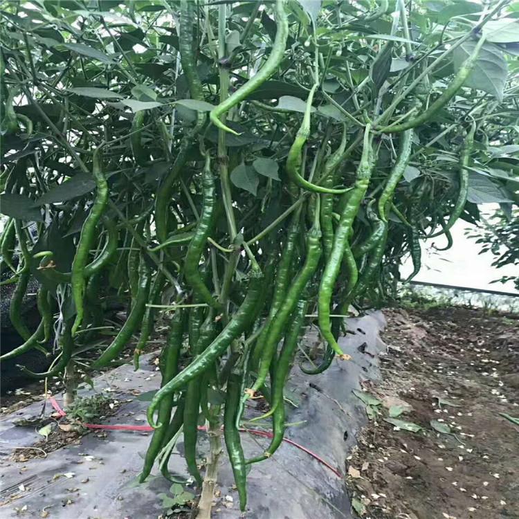 抗死棵线椒种苗  明庆农业 辣椒种苗育苗基地批发零售