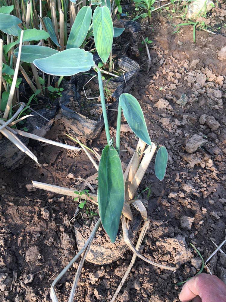 再力花小苗种植基地 价格实惠 山东再力花小苗