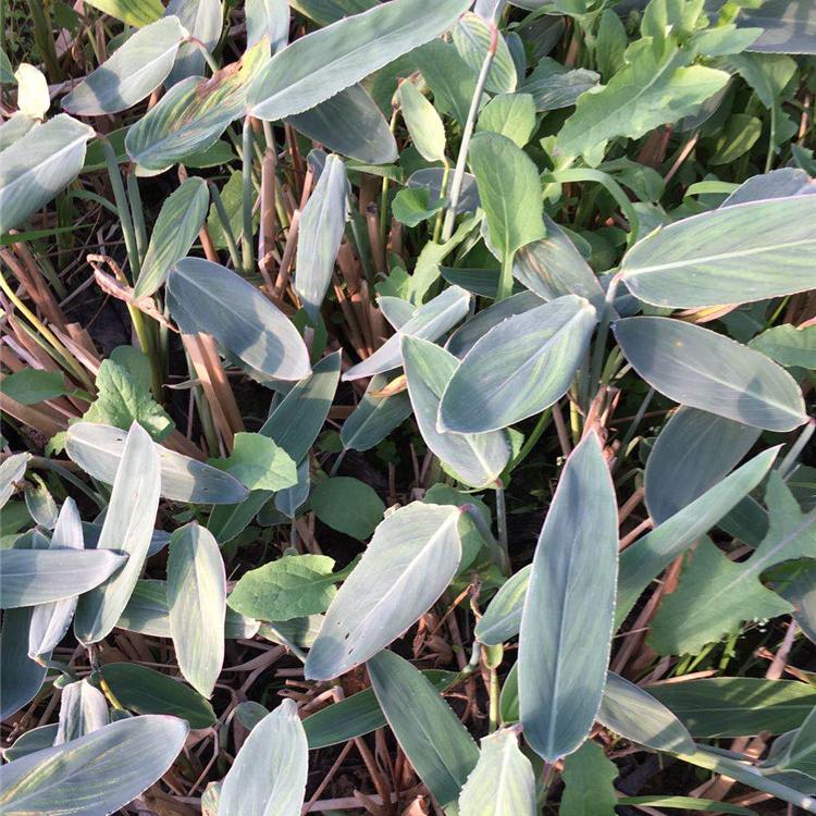 再力花 再力花行情 订购报价