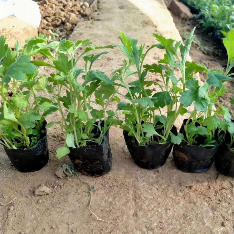 地被菊基地 菊花基地啊 青州地被菊价格 地被菊批发零售找锦川花卉苗木