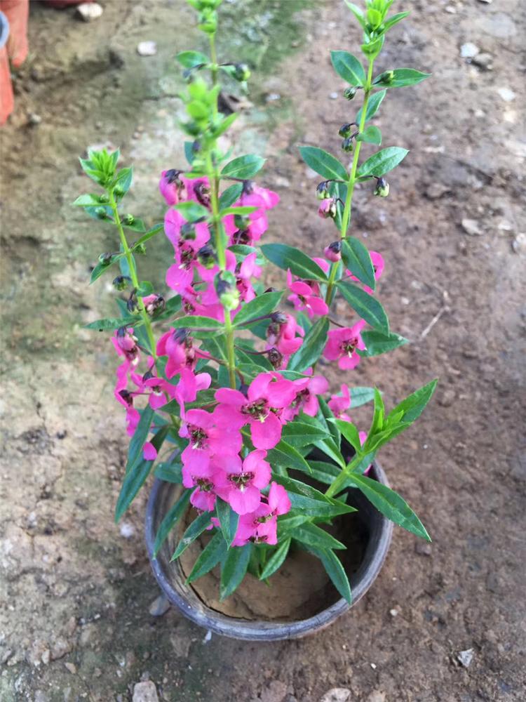 香彩雀小苗 大量批发 青州香彩雀小苗行情