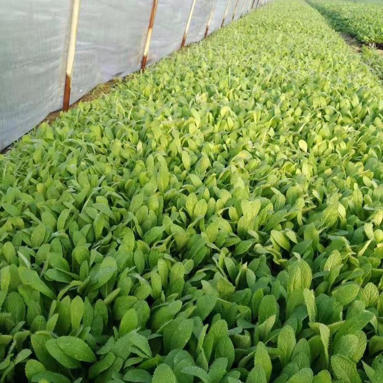出售地被鼠尾草 地被鼠尾草小苗 供应地被鼠尾草