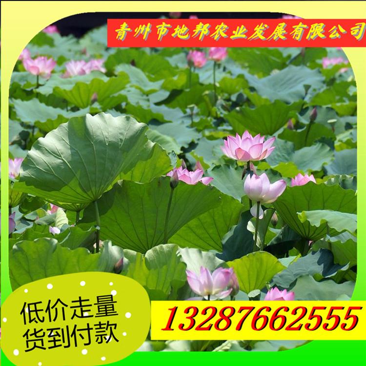 荷花供应 睡莲供应 山东水生荷花