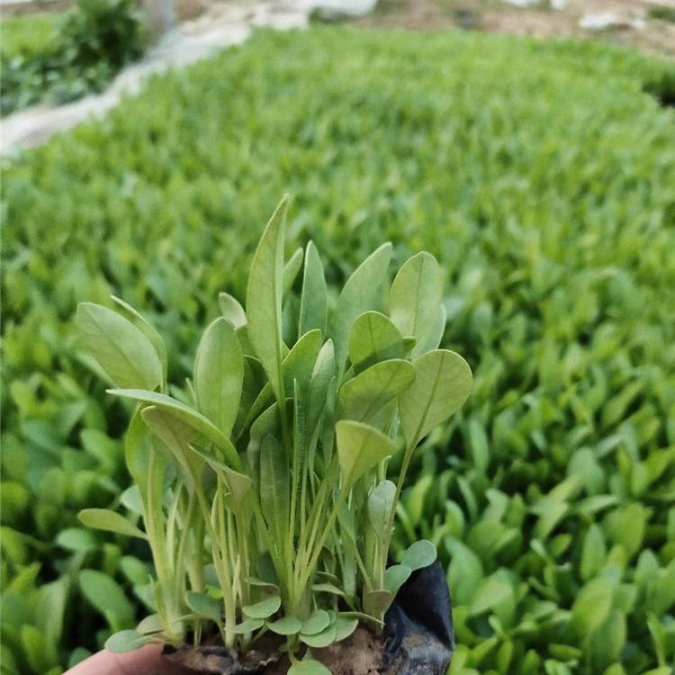 金鸡菊 金鸡菊基地 供应金鸡菊小苗