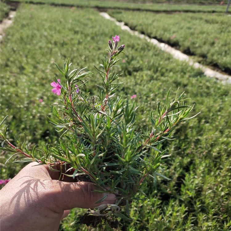 福禄考 芝樱福禄考 山东草花批发