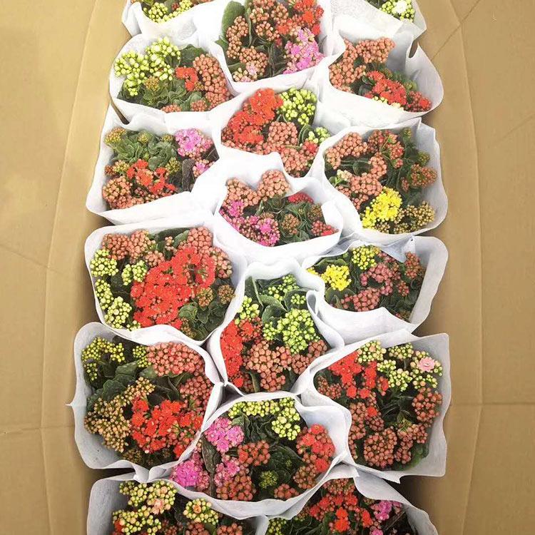 长寿花价格