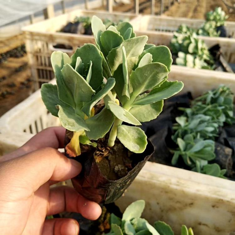 八宝景天种植基地山东八宝景天批发报价