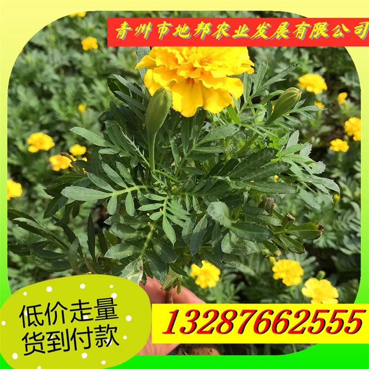 现货出售  地邦孔雀草   青州孔雀草小苗价格