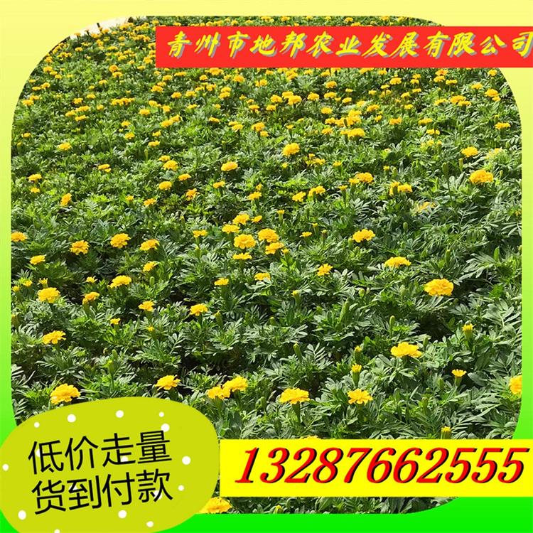 批发销售  地邦 孔雀草批发价  孔雀草小苗出售