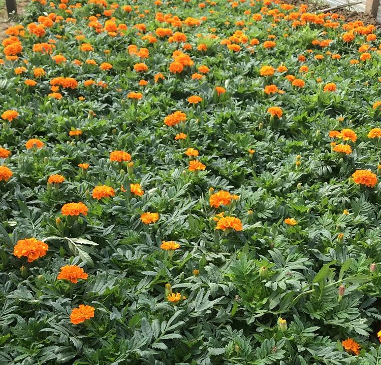 质优价廉  孔雀草   青州孔雀草小苗价格 地邦