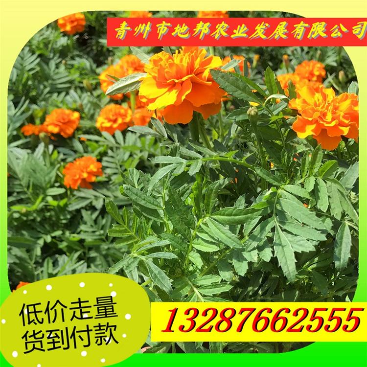 我在地邦等你哦   孔雀草   青州孔雀草小苗价格 地邦