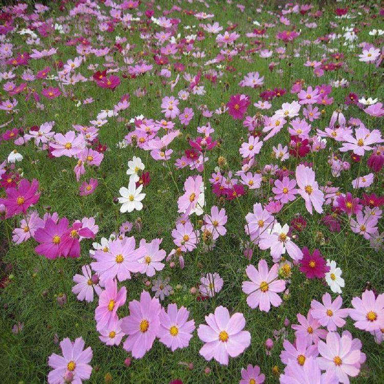 批发销售波斯菊 波斯菊基地直销出售 弘达