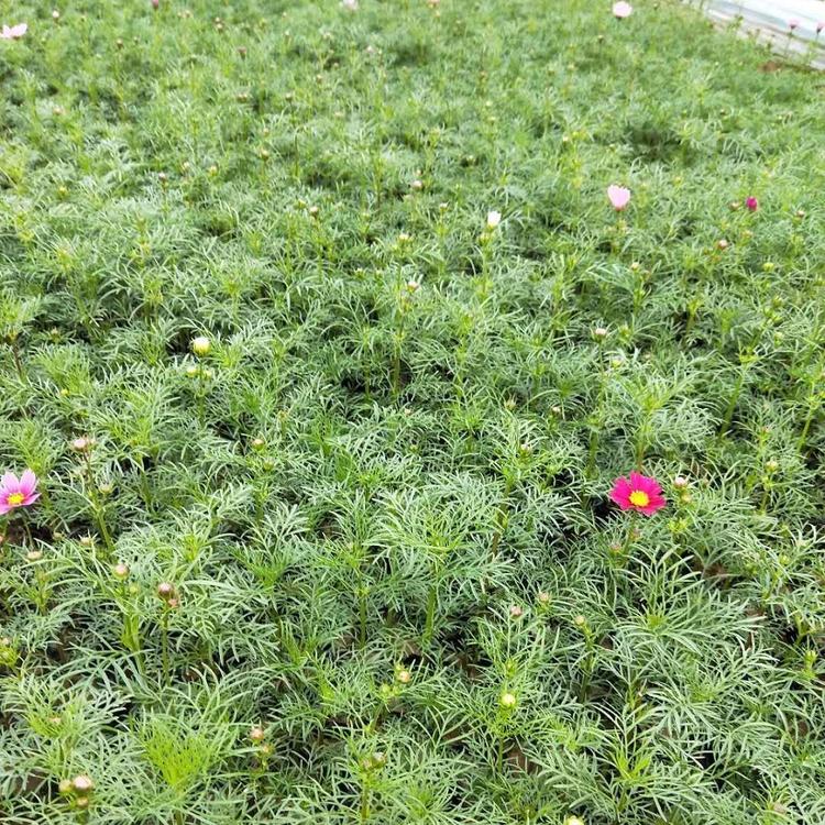 波斯菊报价 波斯菊小苗 波斯菊供应商