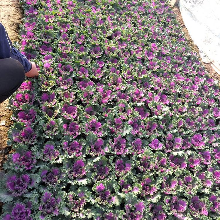 基地直销 装好盆的三色堇 山东三色堇盆栽供应商 保质保量 盛诺园艺