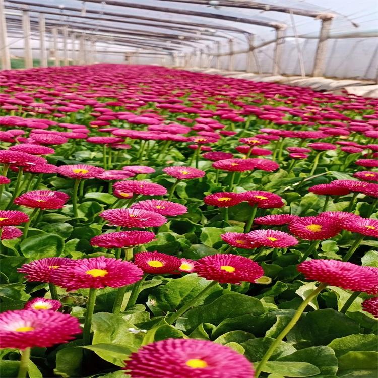 山东雏菊基地雏菊批发一手货源各种草花大量供应质优价低欢迎选购