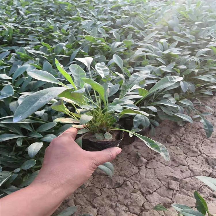 淄博金鸡菊批发零售 金鸡菊大面积绿化植物-双科花卉