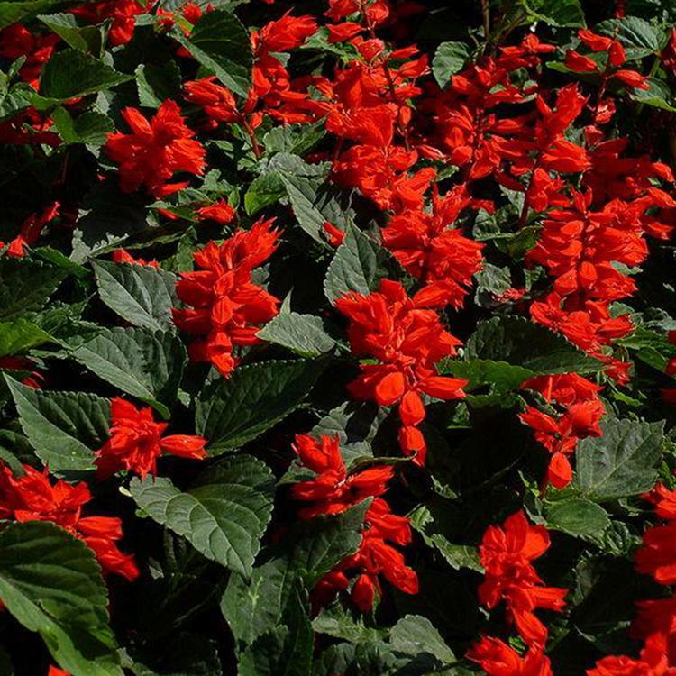 草花租摆  草花租摆 鸡冠花基地 道路绿化工程花卉一串红