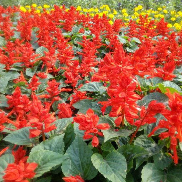 一串红价格 青州花卉基地 顺阳 山东一串红