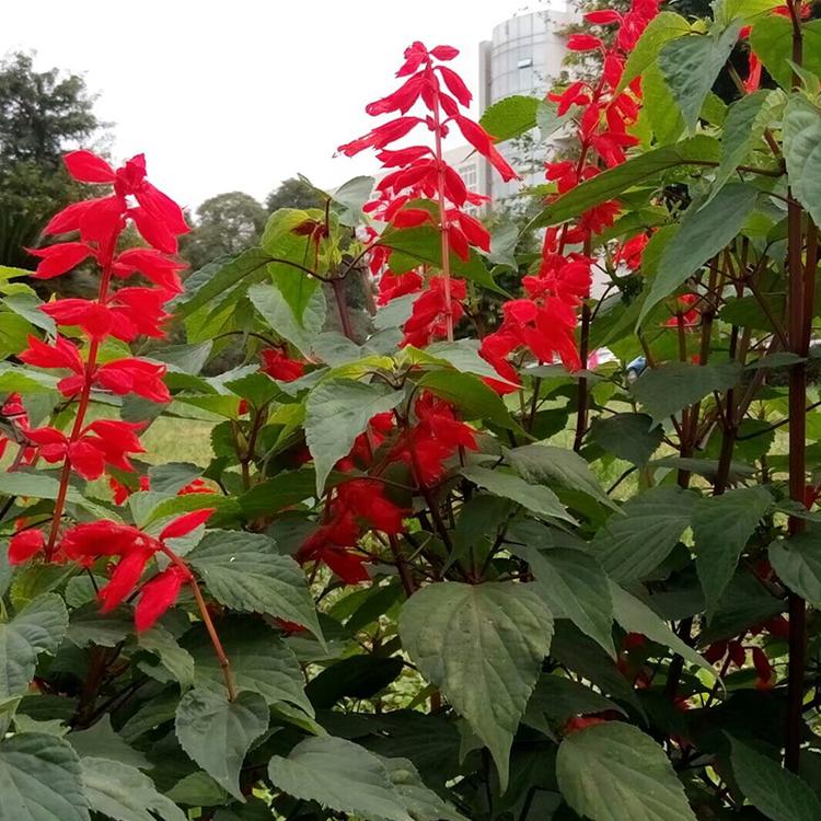 草花租摆  草花租摆 鸡冠花种植 道路绿化工程花卉一串红